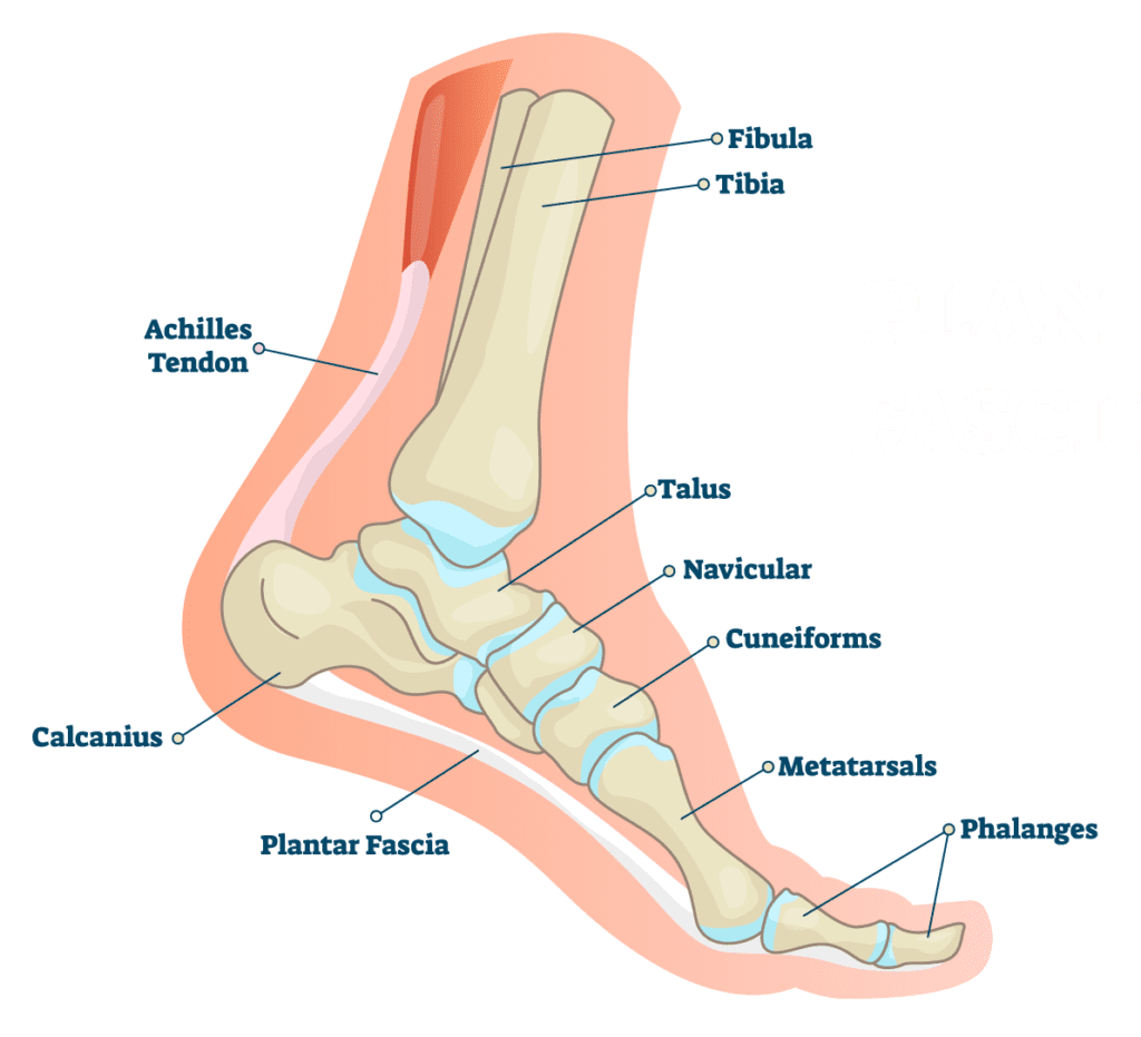 Basic Foot Anatomy