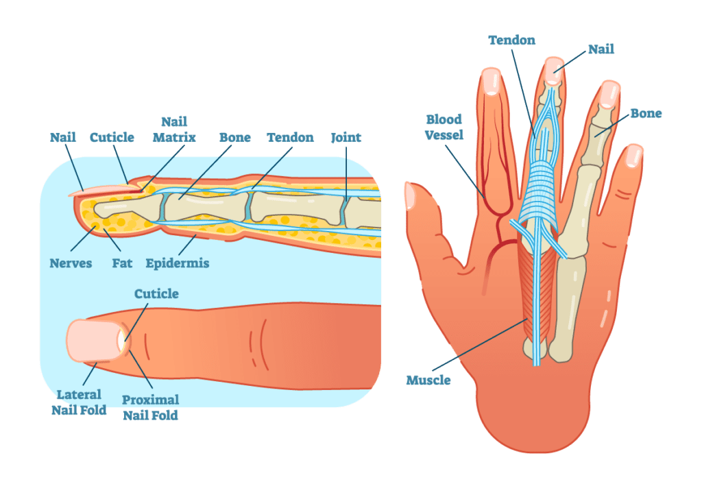 Basic Hand Anatomy