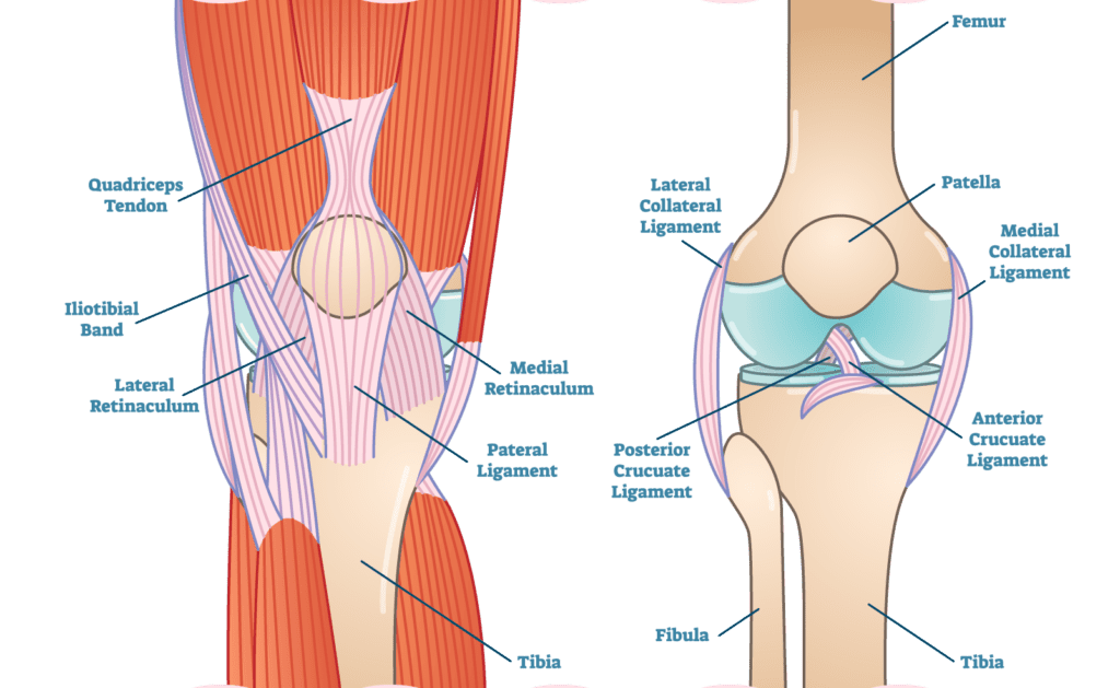 Knee Anatomy