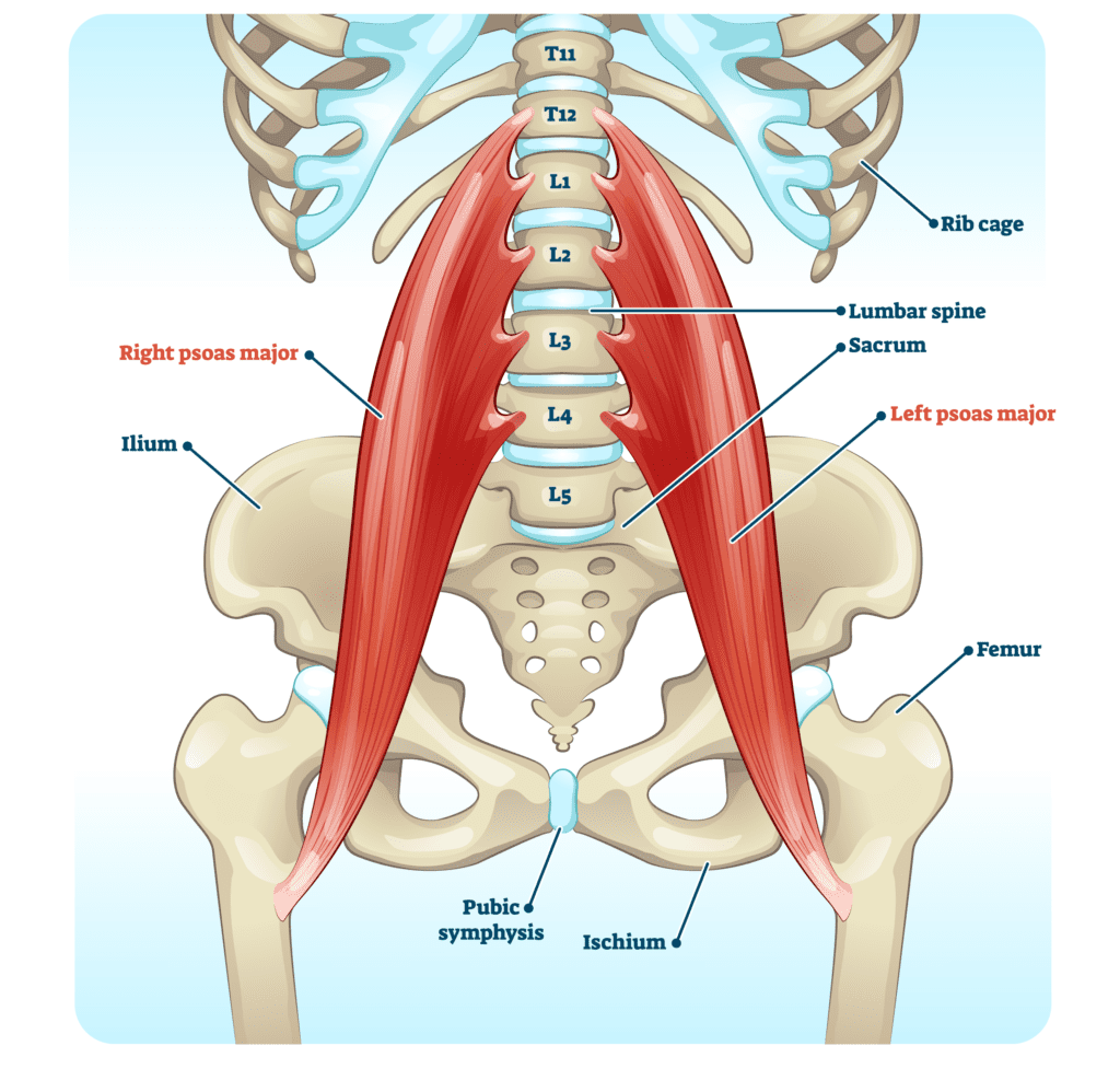 Psoas Muscle