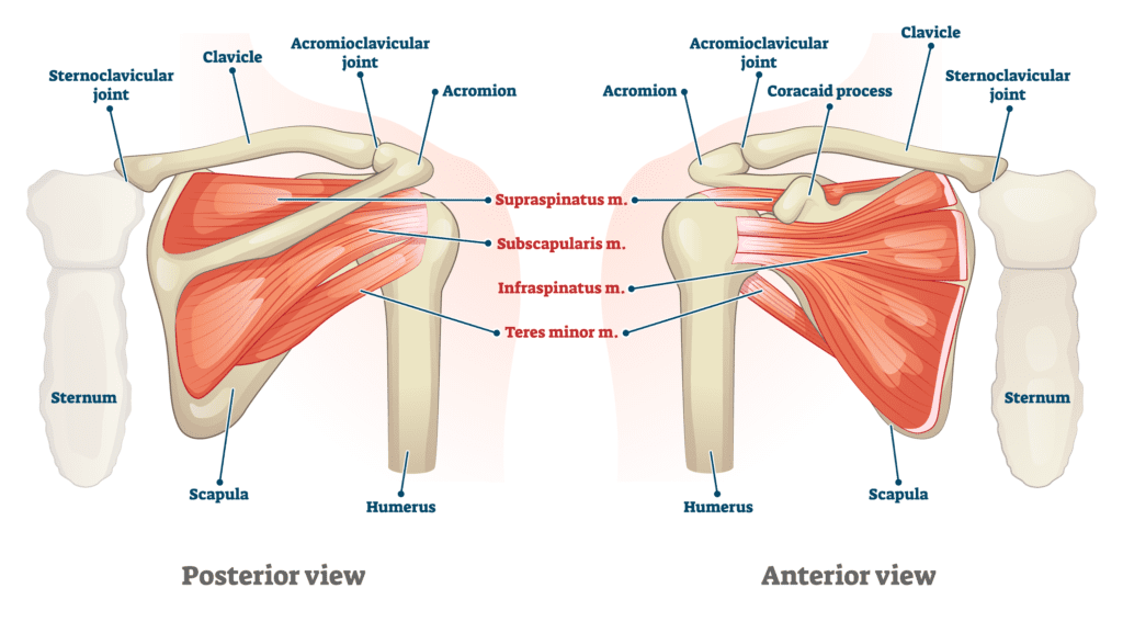 Shoulder Anatomy