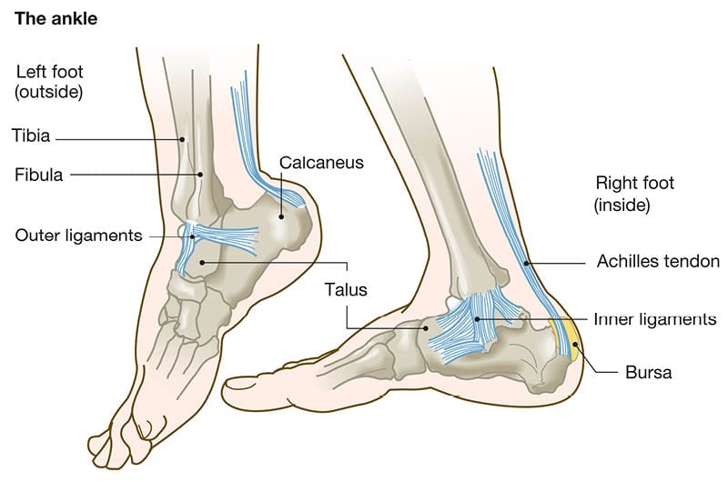 Ankle Anatomy