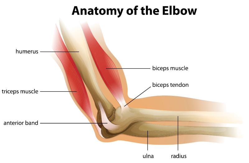 Elbow Anatomy