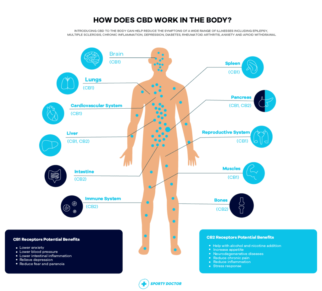 How CBD Works In Your Body