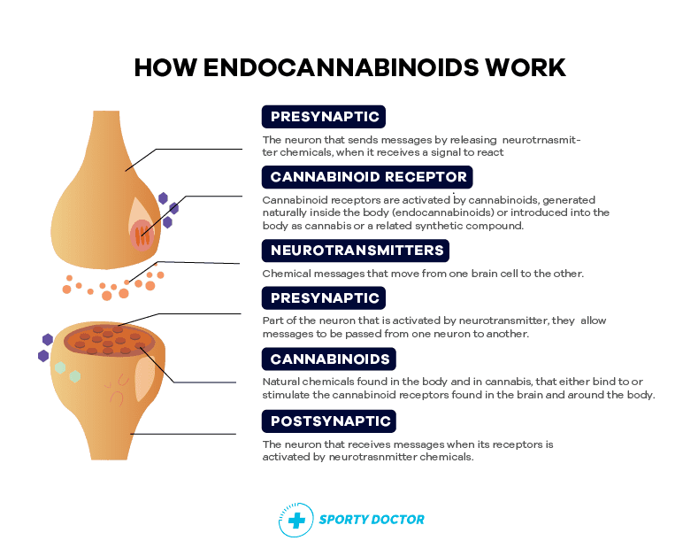 How EndoCAnnabinoids Work 1