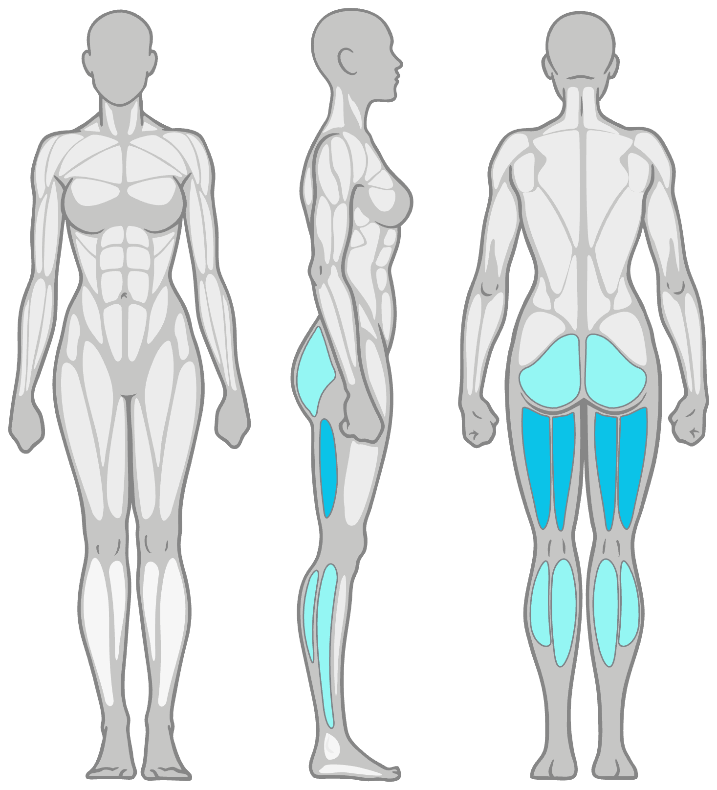 Anatomy diagram showing the muscles worked in the Banded Hamstring Stretch: hamstrings as the primary muscles and calves and glutes as secondary, shown front, side and back.