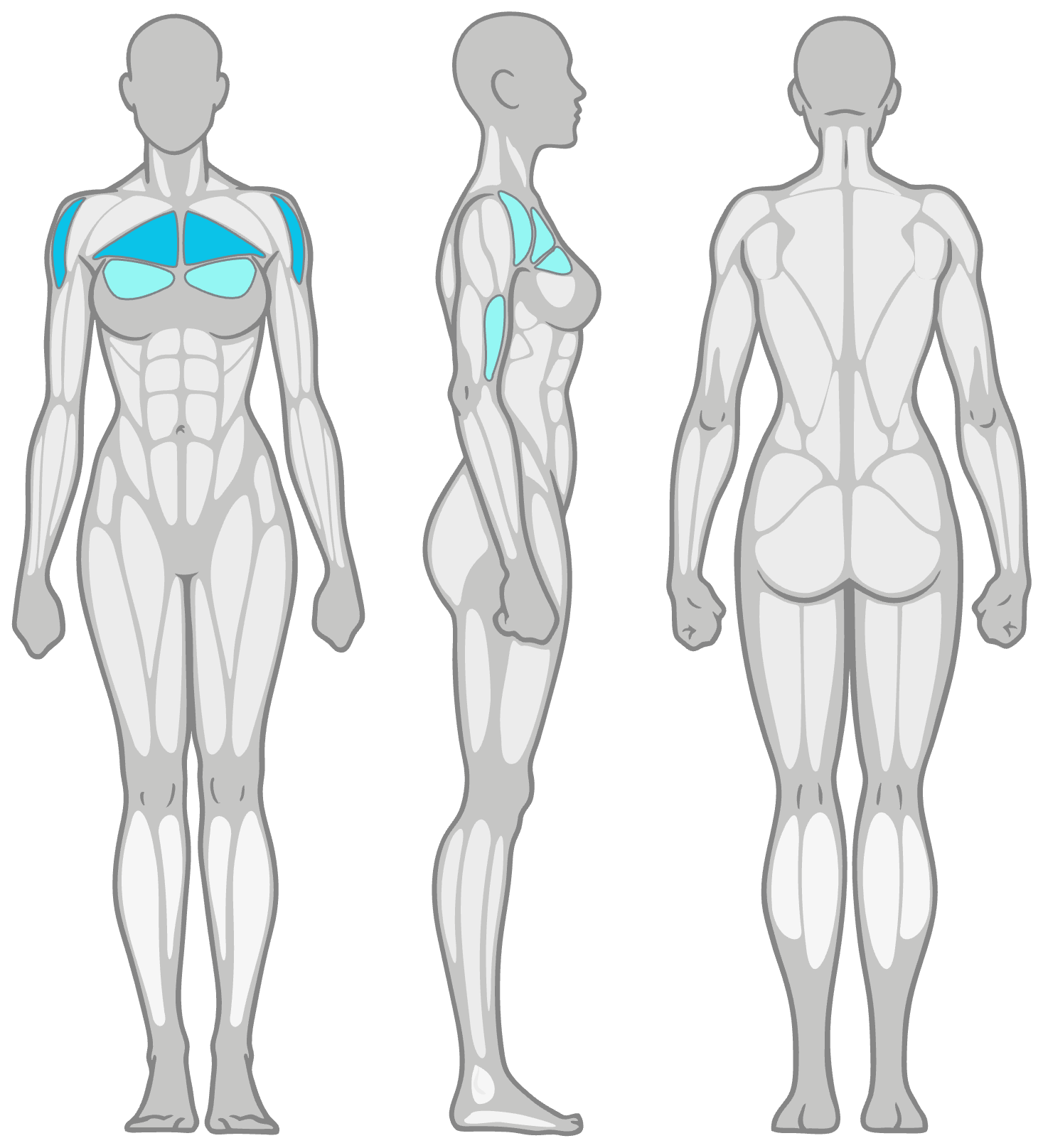 Anatomy diagram showing the muscles worked in the Banded Shoulder Internal Rotation: front shoulder and rotator cuff as the primary muscles and front deltoid as secondary, shown front, side and back.