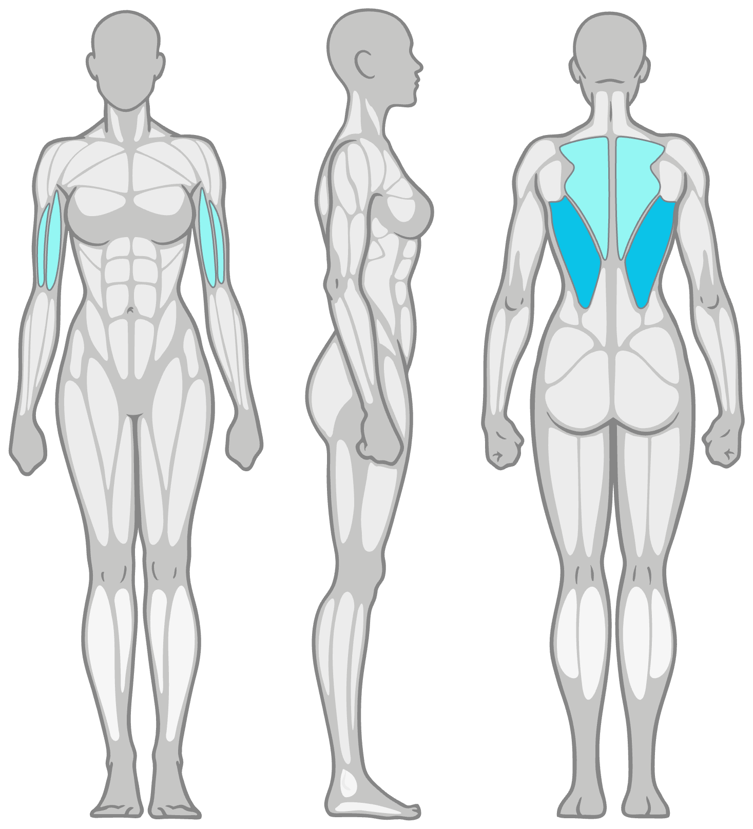 Anatomy diagram showing the muscles worked in the Bent Over Dumbbell Rows: lats (mid-back) as the primary muscles and rhomboids, traps and biceps as secondary, shown front, side and back.