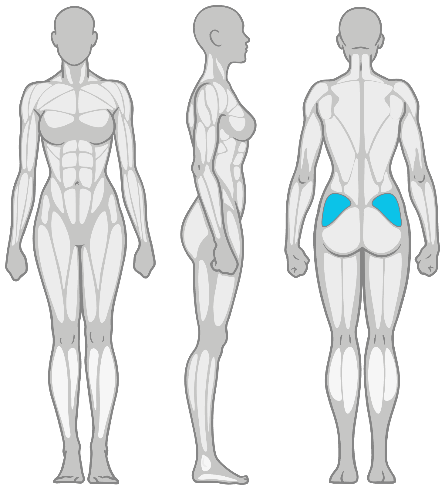 Anatomy diagram showing the muscles worked in the Clamshell Exercise: outer hip (gluteus medius) as the primary muscles and deep glute (gluteus minimus) as secondary, shown front, side and back.