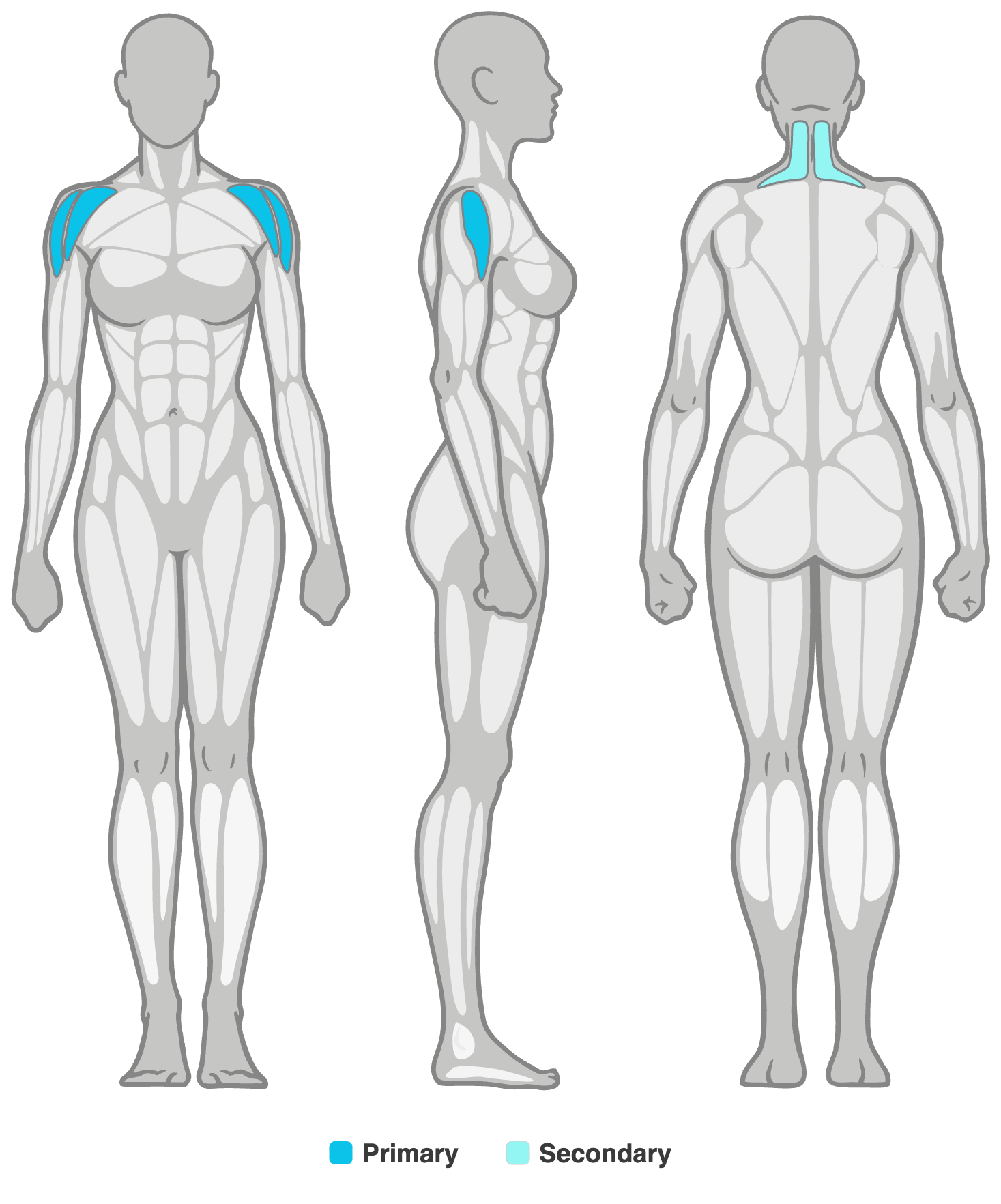 Anatomy diagram showing the muscles worked in the Dumbbell Side Lateral Raise: side shoulders (lateral deltoids) as the primary muscles and upper traps as secondary, shown front, side and back.