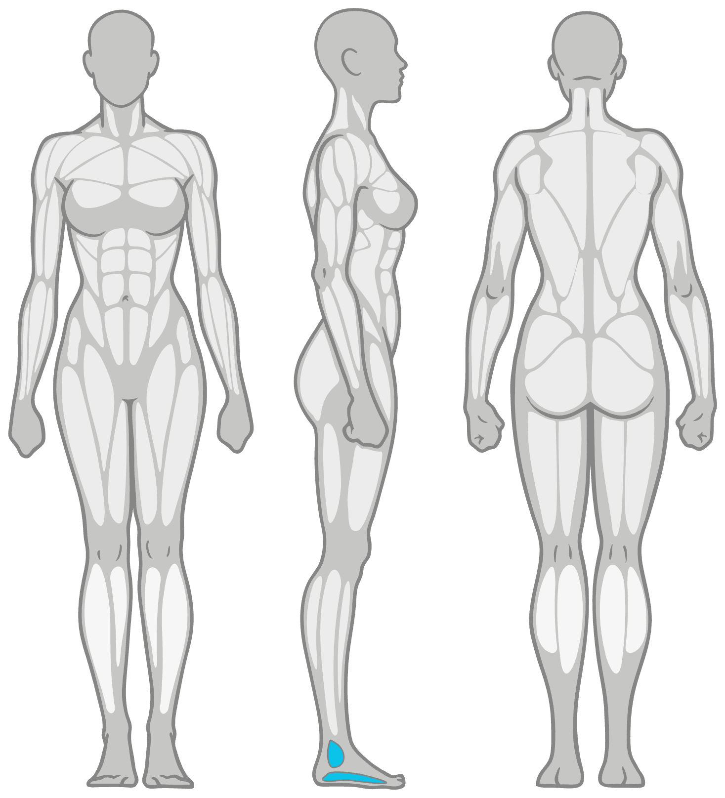 Three-view anatomy illustration showing the body's muscles from front, side, and back, with blue-highlighted toes on the left foot.