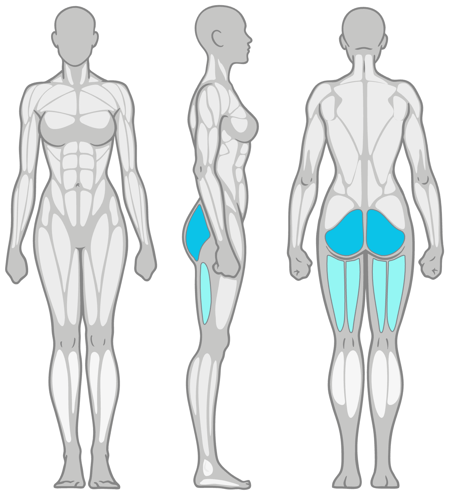 Three-view anatomical figure (front, side, back) with blue-highlighted muscles: front view shows upper leg muscles, side view highlights a lateral thigh muscle, back view highlights the gluteal muscles and inner thigh region.