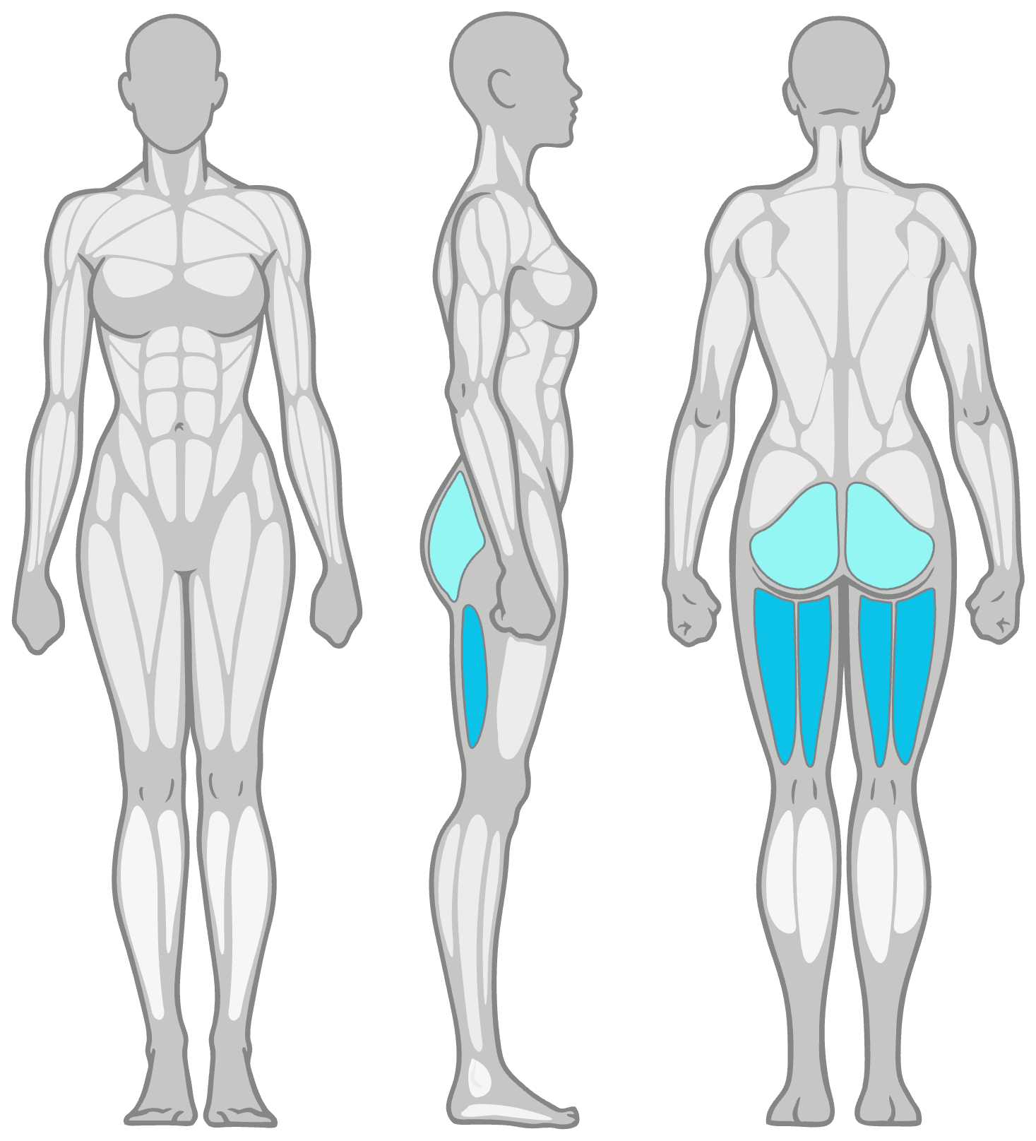 Three-view anatomical illustration with highlighted muscles: blue shading on the buttocks and inner thigh regions in the rear view, plus blue highlights on the inner thigh and lower leg in the side view; no highlights in the frontal view.