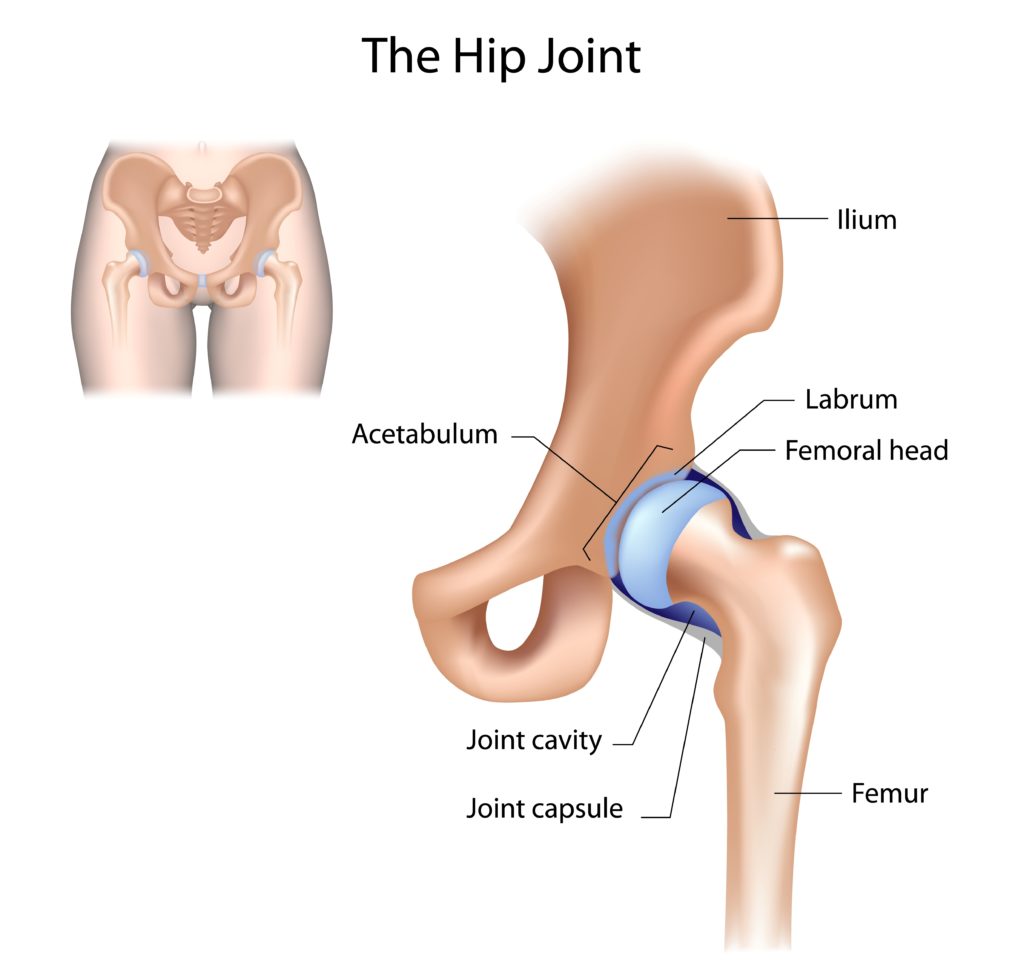 Hip joint illustration diagram
