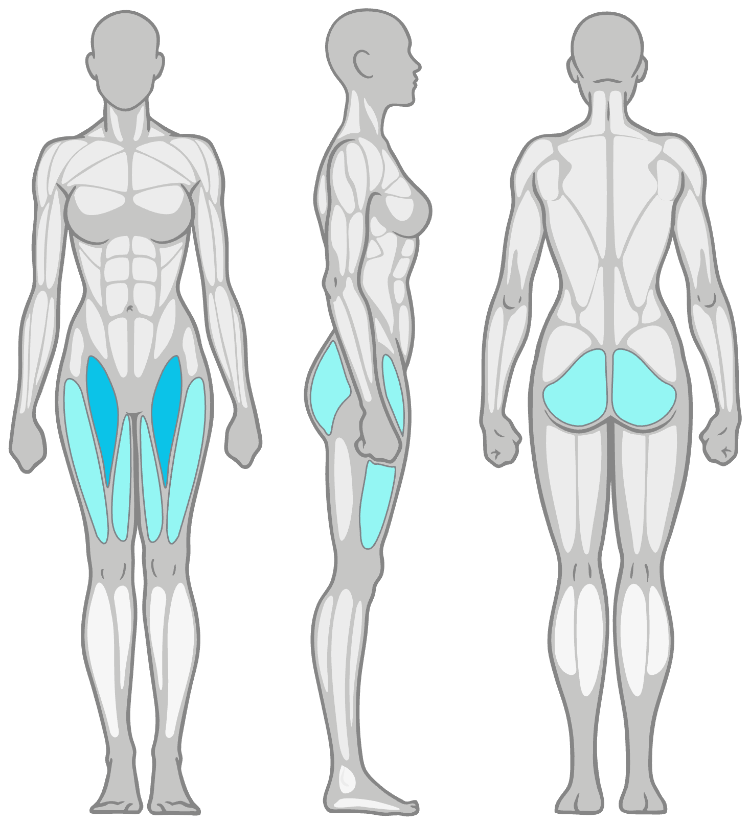 Anatomy diagram showing the muscles worked in the Plie Squat: inner thighs (adductors) as the primary muscles and glutes and quads as secondary, shown front, side and back.