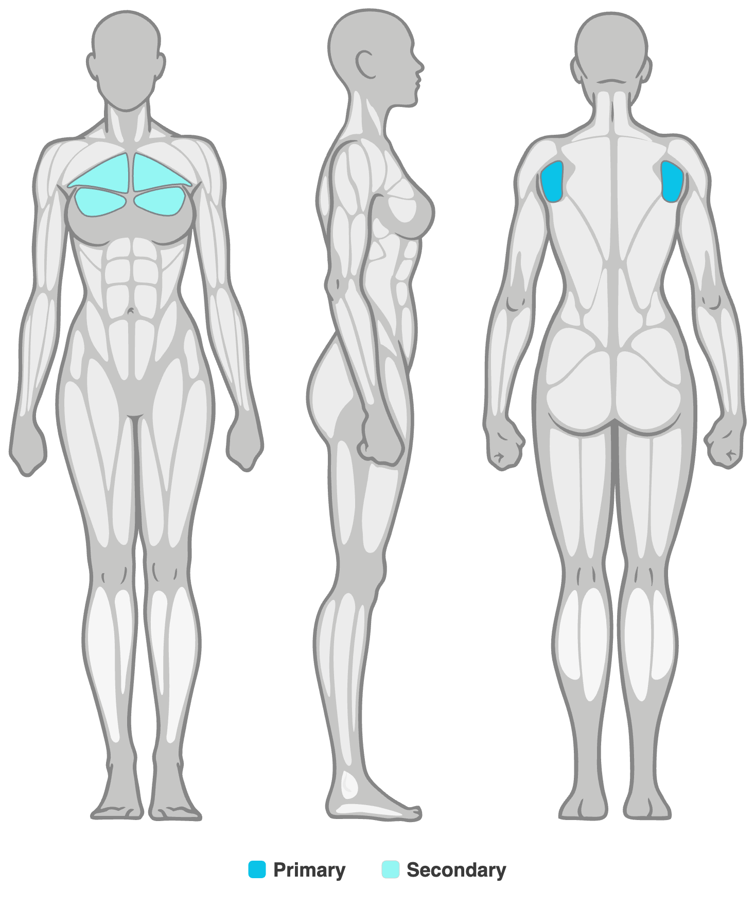 Anatomy diagram showing the muscles worked in the Reverse Shoulder Stretch: rear shoulders (posterior deltoids) as the primary muscles and chest as secondary, shown front, side and back.