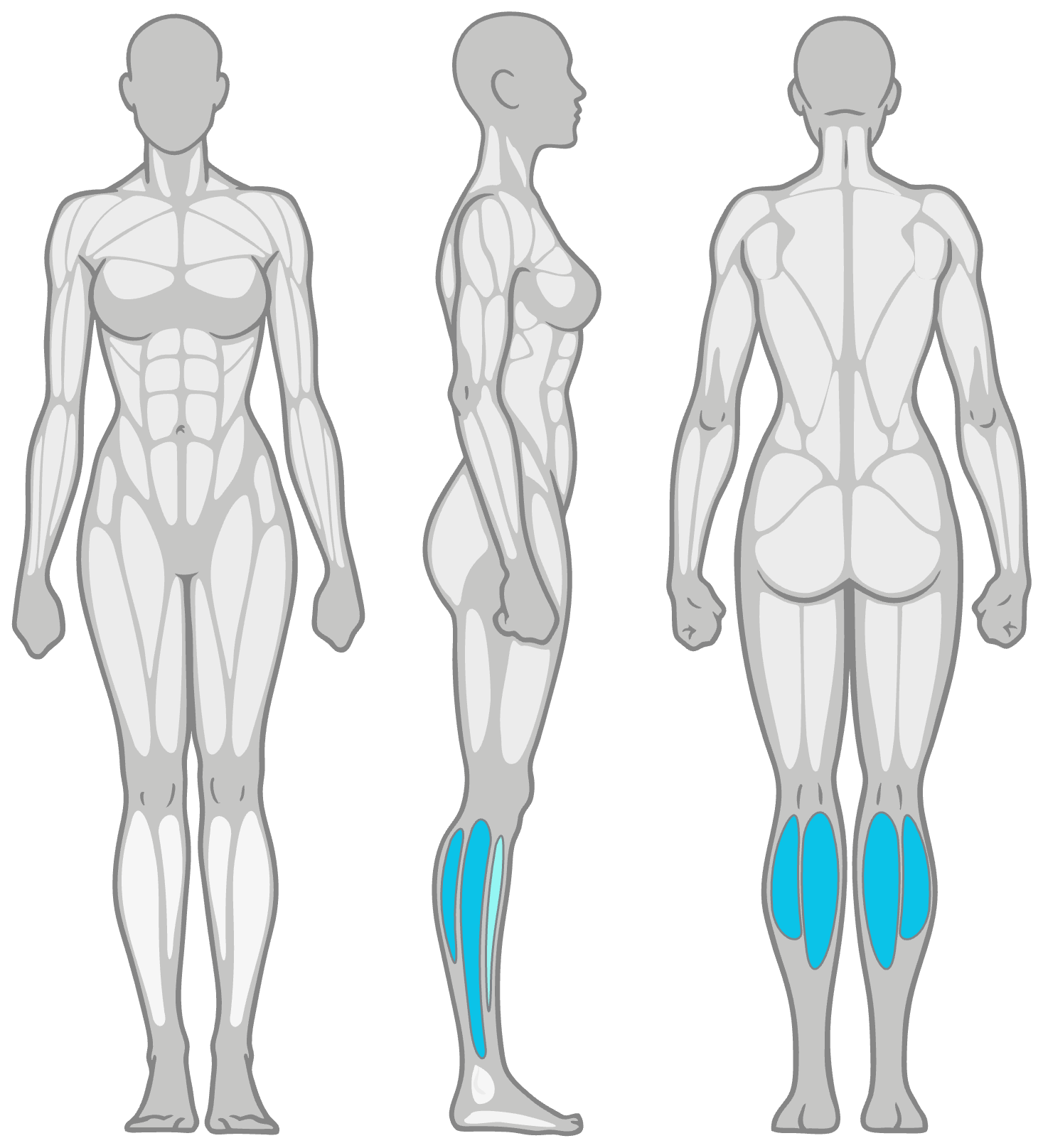 Anatomy diagram showing the muscles worked in the Seated Towel Calf Stretch: calves (gastrocnemius) as the primary muscles and soleus as secondary, shown front, side and back.