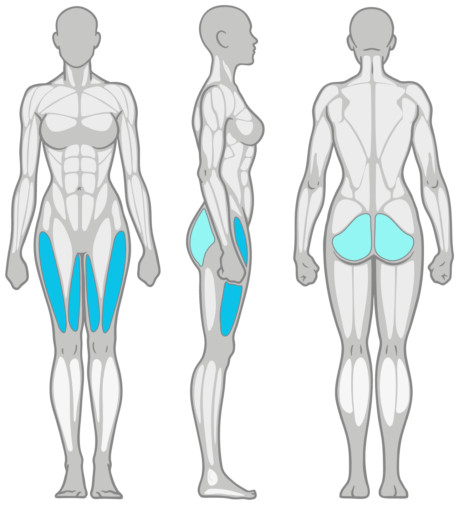 Three-view anatomical figure showing highlighted inner thigh and buttock muscles in blue.