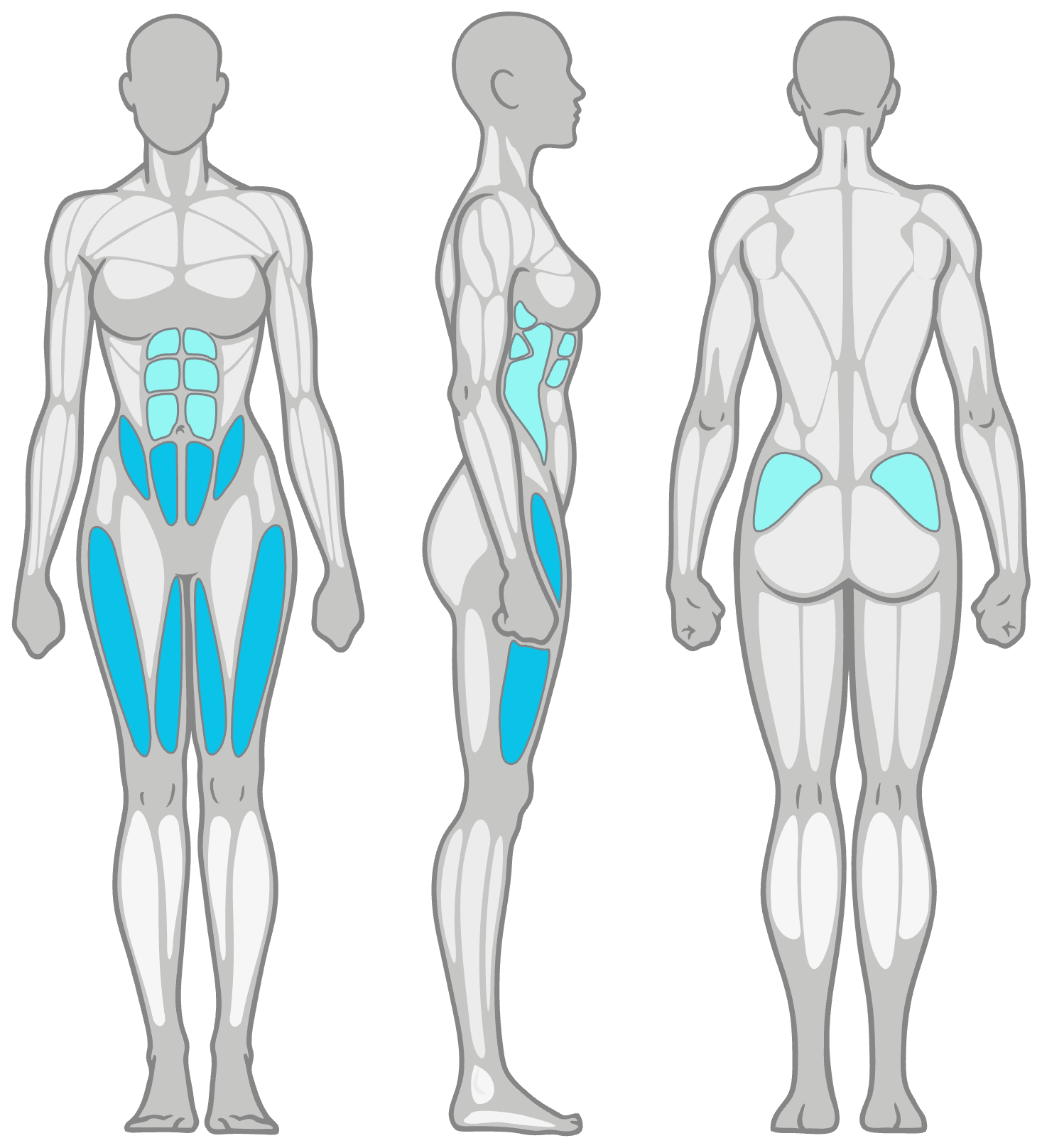 Three-view anatomical diagram (front, side, and back) with cyan-highlighted core and lower-body muscles: abs, inner thighs, and gluteal muscles highlight.