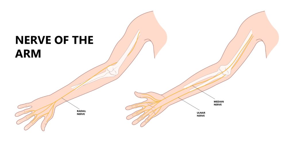 TOS nerves of the arm